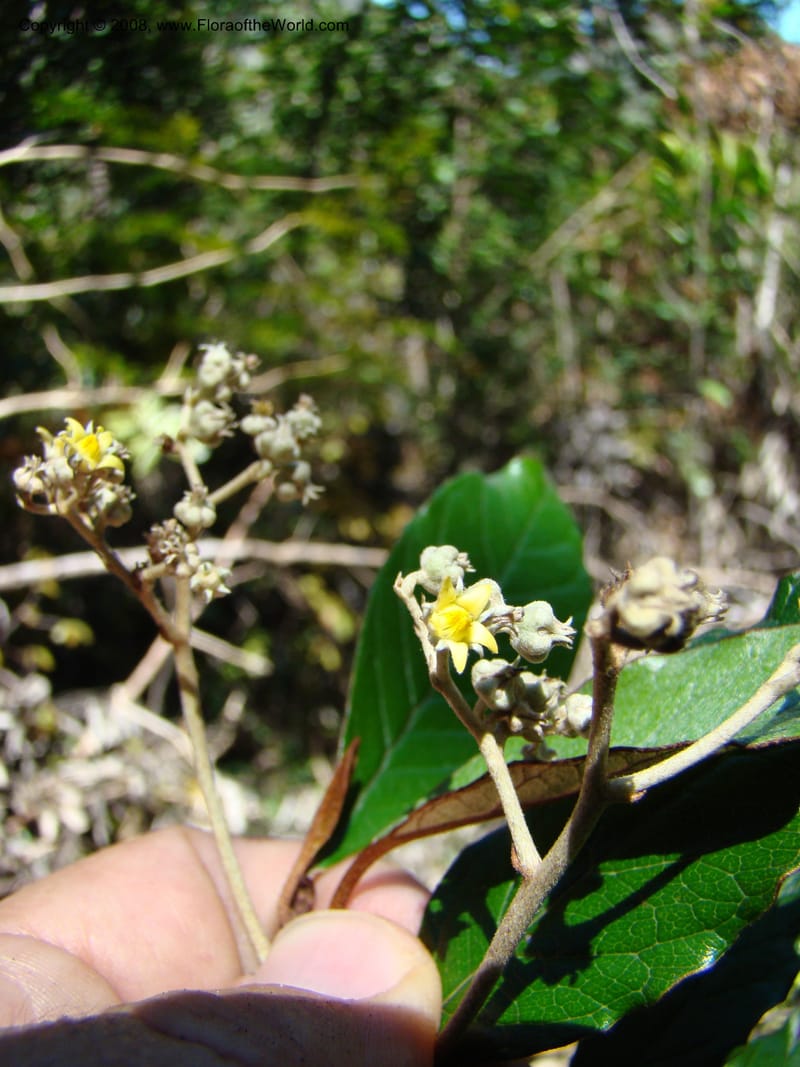 Argophyllum, JMunzinger4653--N.Caled. Dumbea Dam in Dumbea Riv, S of Noumea. 11 Nov 07. 080.jpg