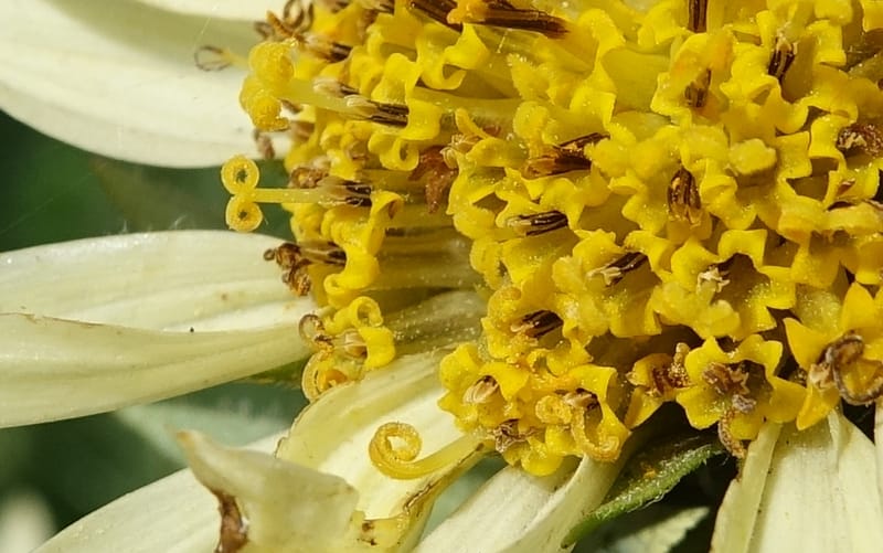 Wyethia amplexicaulis, C. Davidson 13642--ID. Fremont Co. Henry's Fork Lodge. 16 Jun 2017. DSC02055 (15).JPG