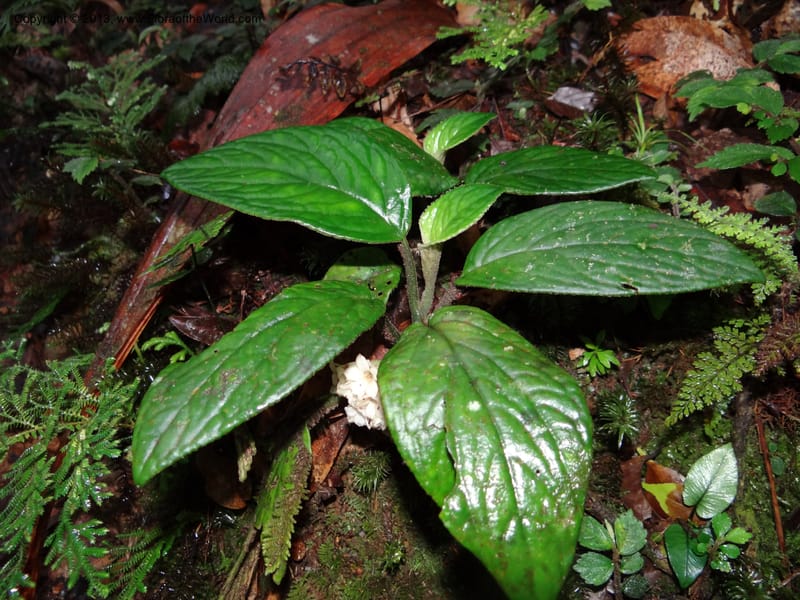 Pentaphragma, SAN.153210--Malaysia, Sabah. Mt. Kinabalu. 5 Apr 2012. DSC06767 (206).JPG