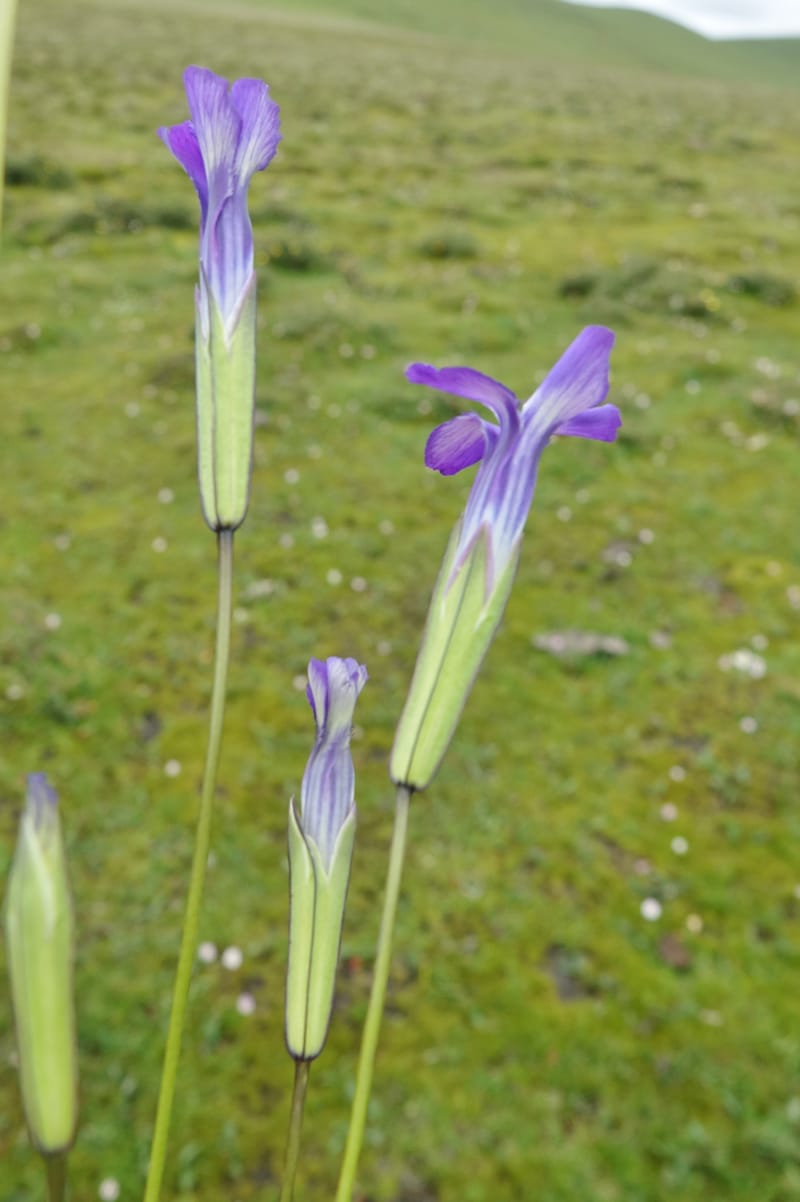 Gentianopsis paludosa var paludosa, D. Boufford 44046--China. Sichuan. Yajiang Xian, between Litang and Yajiang. 16 Aug 2017. DSC06537 (51).JPG