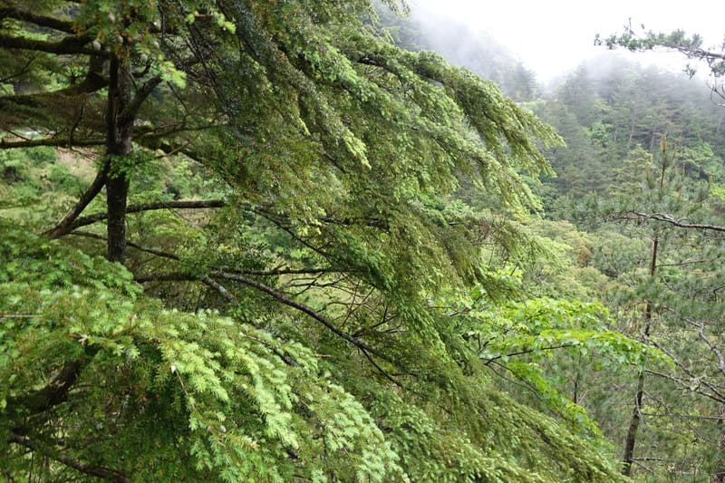 Tsuga chinensis, Tseng Yu-Hsin 1332--Taiwan. Taroko Nat. Park. Mt. Bilu Trail. 21 May 2016.  (192).JPG