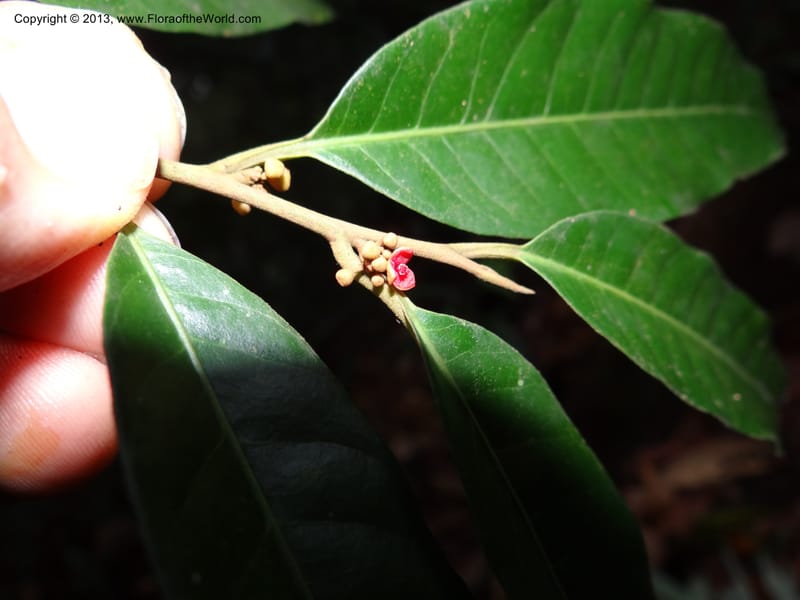 Knema, S.98854--Malaysia, Sarawak.. Bot. Res. Center, Semengoh. 26 Mar 2012. DSC05403 (66).JPG