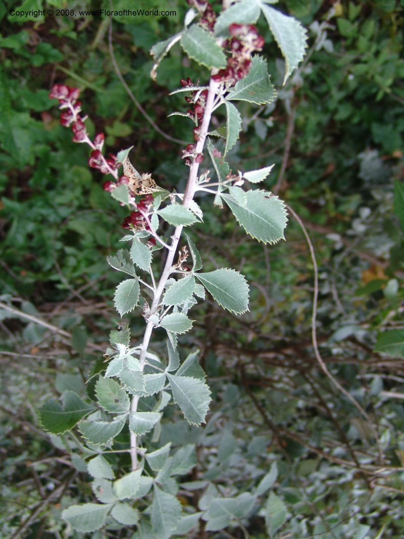 Rhus bartophylla--So.Africa. Lowveld Nat. Bot. Gard.  14 Mch 05. 329.jpg