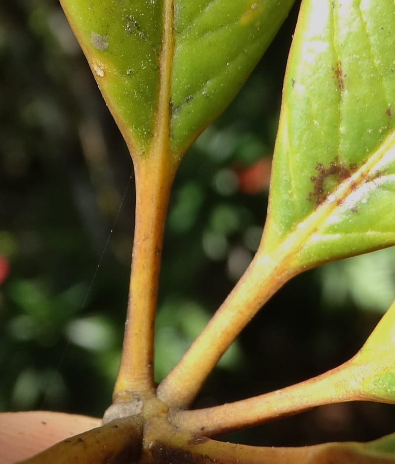 Plerandra elongata, Lowry, P 7374--New Caledonia. Mont Dzumac. 12 Nov 2015. DSC01563 (371).JPG