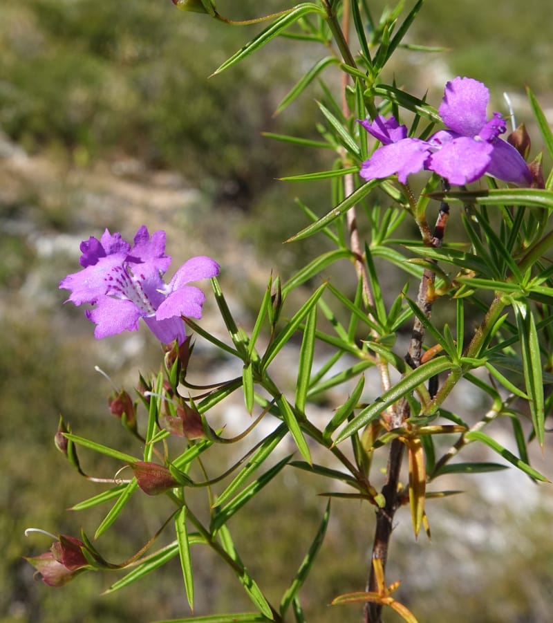 Hemiandra pungens, Davidson, C 13446--Australia. W.A. Beekeeper's Trek. 25 Oct 2016. DSC05537 (101).JPG