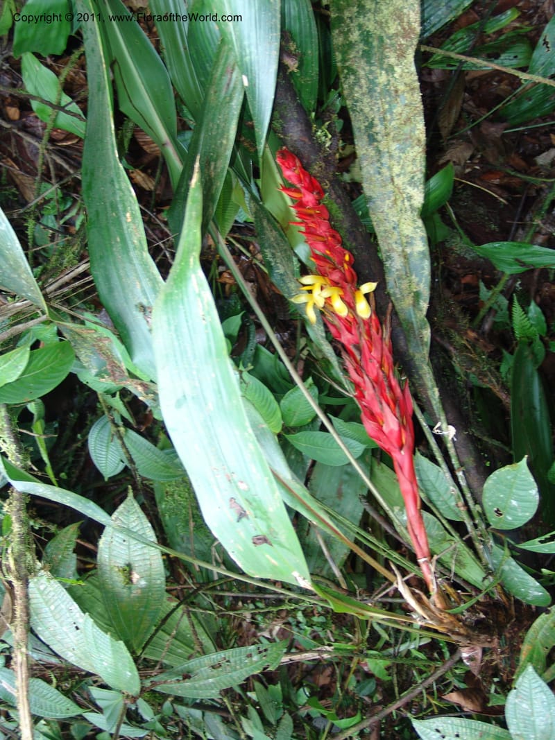 Pitcairnia ferrell-ingramiae, Croat95131--Ecuador. Esmeraldas. Alto Tambo. 21 Feb 05. 249 (3).jpg