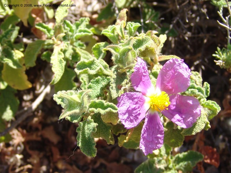 Cistus creticus--Crete. Ep. Kydonia. Akrotiri. Trail Gouvernetos . 23 May 05. 030.jpg
