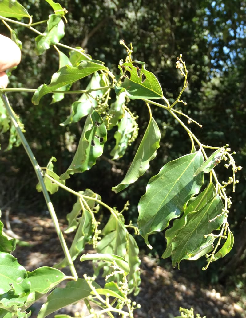 Ventilago, Bruy, D 114--New Caledonia. Tina. 10 Nov 2015. DSC00610 (119).JPG