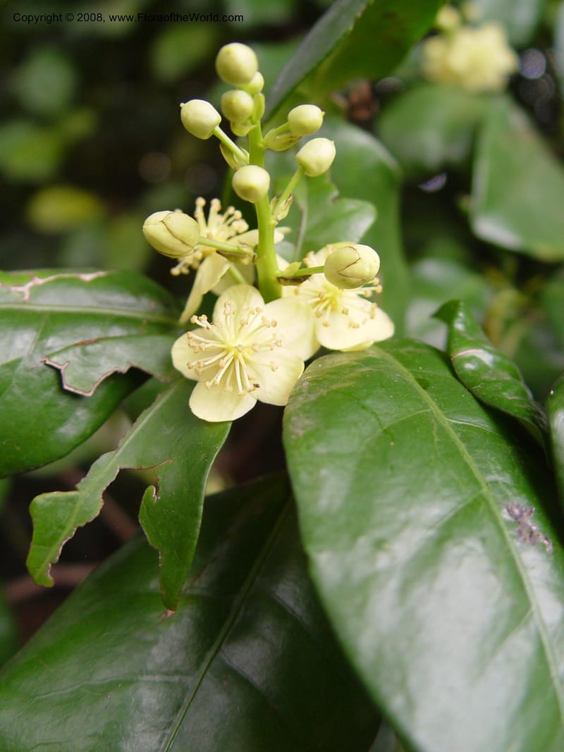Cavacoa aurea--So Africa. Durban Bot. Gard. 3 Oct 03. 022.jpg