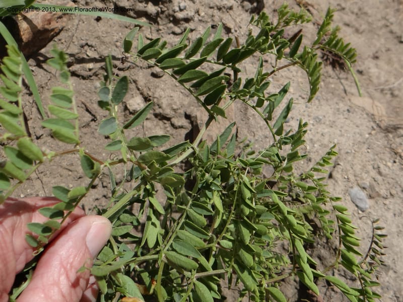Vicia nigricans, W. D. Stevens 34199--Chile, 2.6 km W La Laguna Maule, 22 Feb 2013  9660 (3).JPG