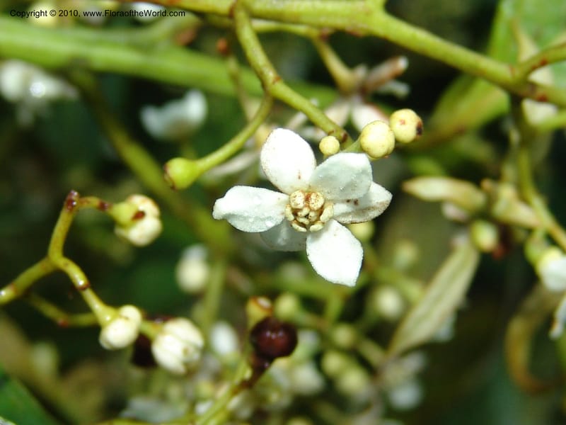 Nectandra, Croat 95965--Ecuador. Edo. Pichincha. Bosque Nublado Sta. Lucia. 14 Mar 06. 005 (8).jpg