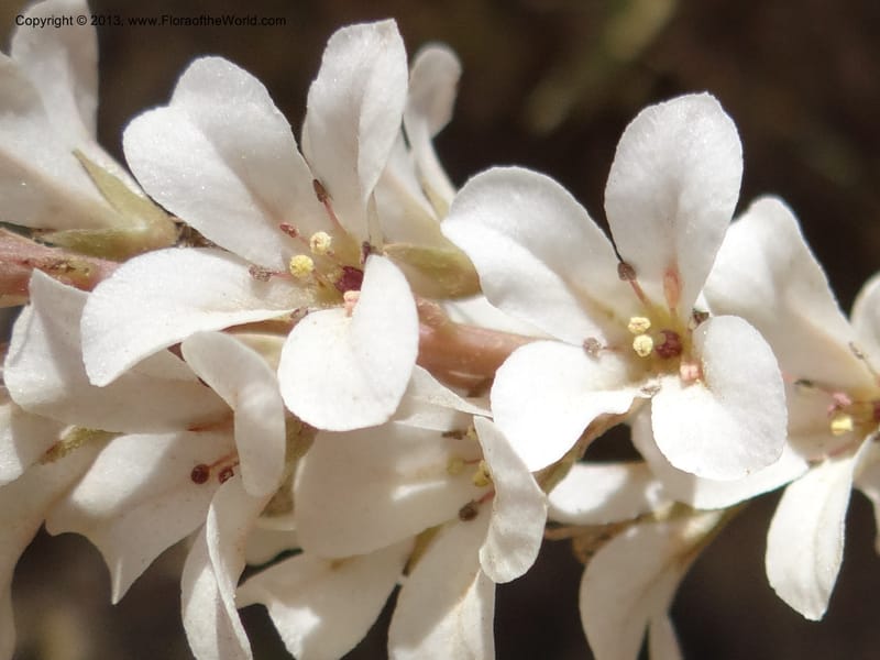 Francoa appendiculata, WDS 34052--Chile. Pichilemu. 13 Feb 2013. DSC00381 (74).JPG
