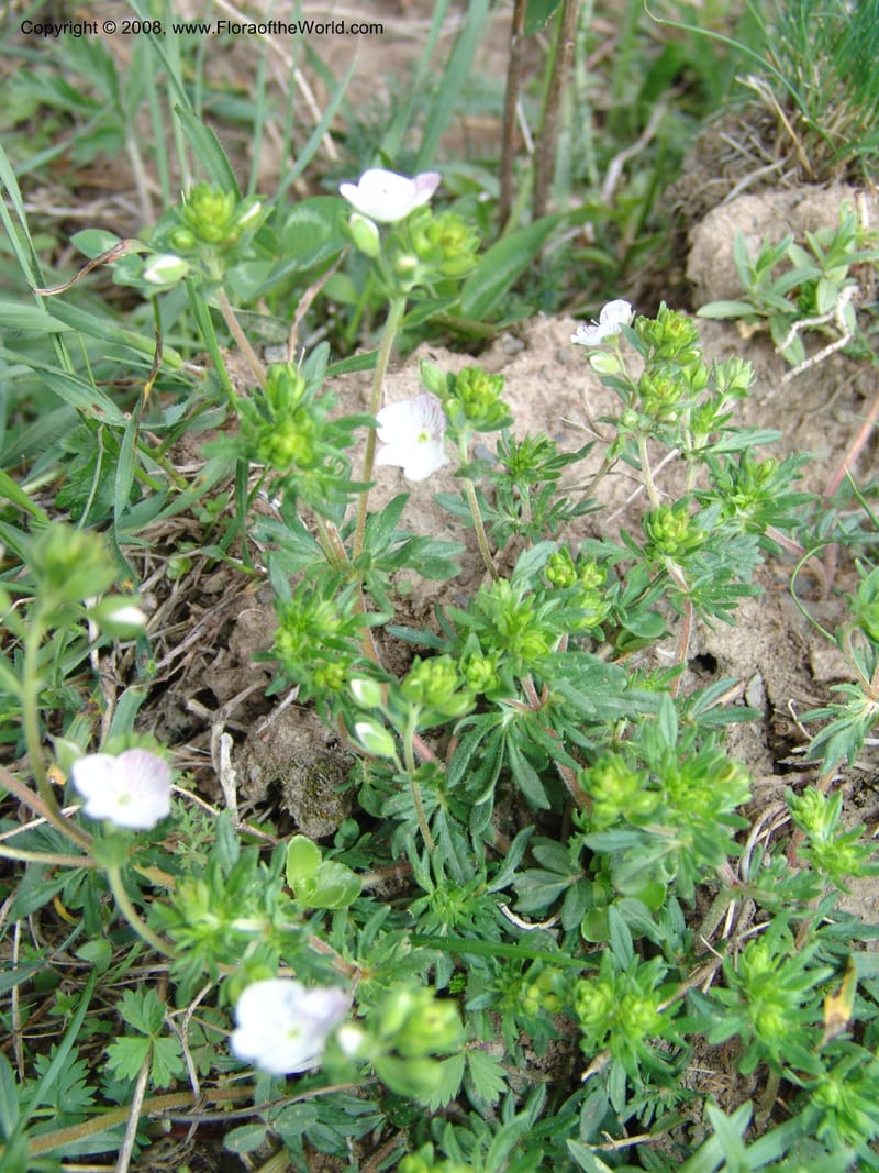 Veronica chamaedrys--Georgia. Kazbeki . Trail-road to Sameba Church. 2 Jun 05. 118.jpg