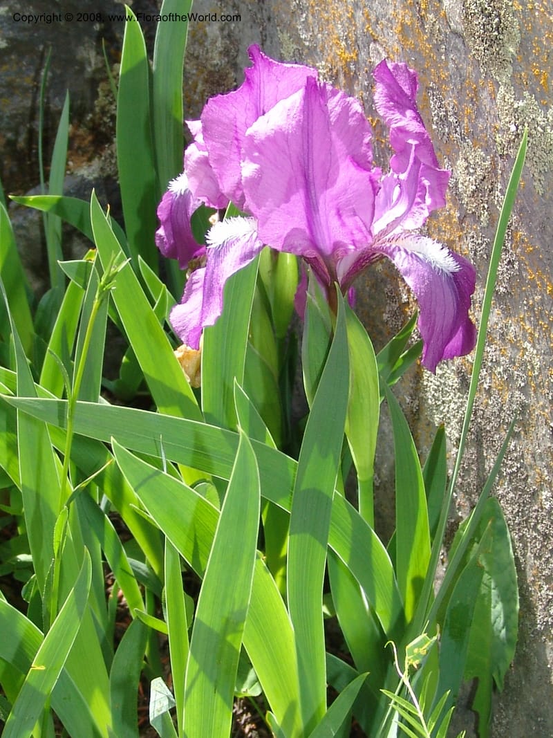 Iris hungarica--Georgia. Bakuriani Botanical Garden. 7 Jun 05. 092.jpg