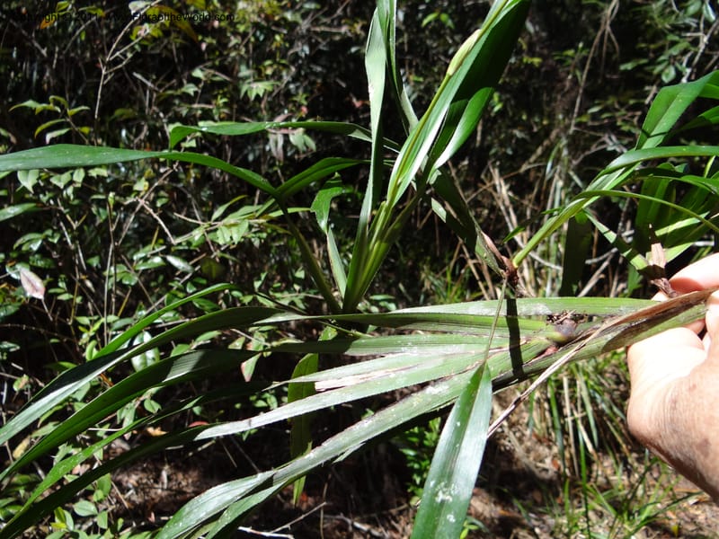 Dianella, B. Gray 9076--Australia. Queensland. Mt. Haig, Tinnaroo Hills. 24 Sep 2011. (57).JPG