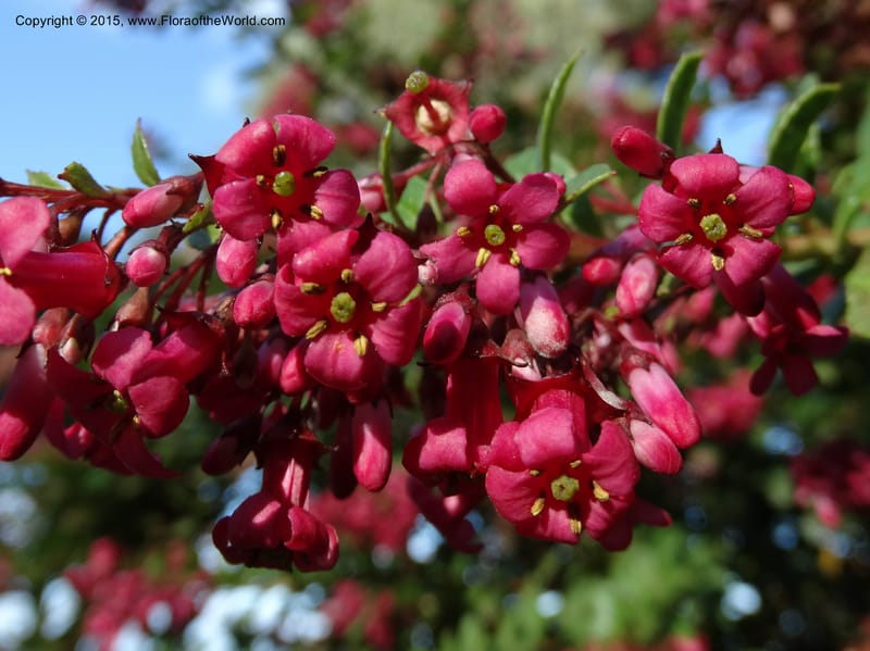 Escallonia callcottiae, Ricci, M --Chile. Juan Fernandez. SJB. 21 Feb 2015. DSC08963 (84).JPG