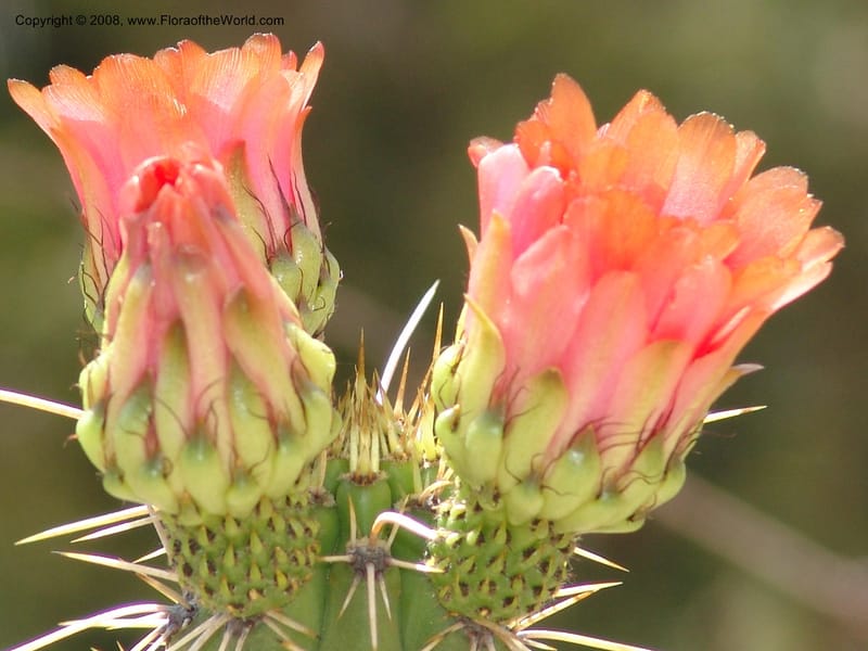 Corryocactus melanotrichus--Bolivia. La Paz. Send. Aguila. 4 Dec 04. 019.jpg