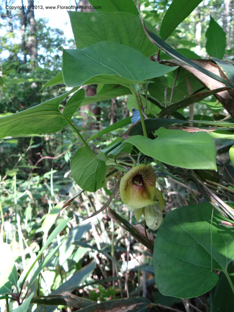 Aristolochia, Li Pan 1205292--China. Zhejiang Prov. Tian Mu Shan. 29 May 2012. DSC00348 (167).JPG