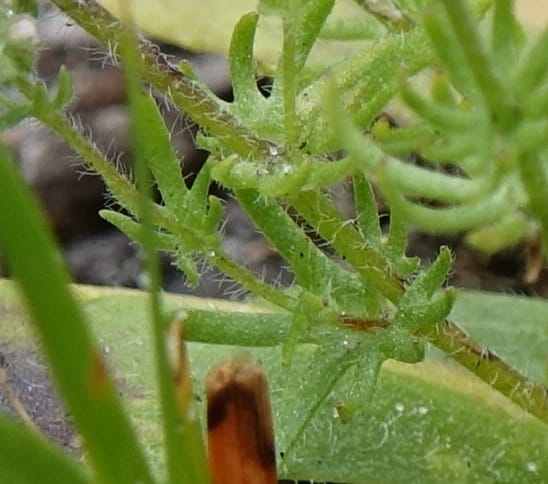 Eremosyne pectinata, Davidson, C 13494--Australia. W. A. Two People's Bay Nat. Res. 29 Oct 2016. DSC06475 (3).JPG