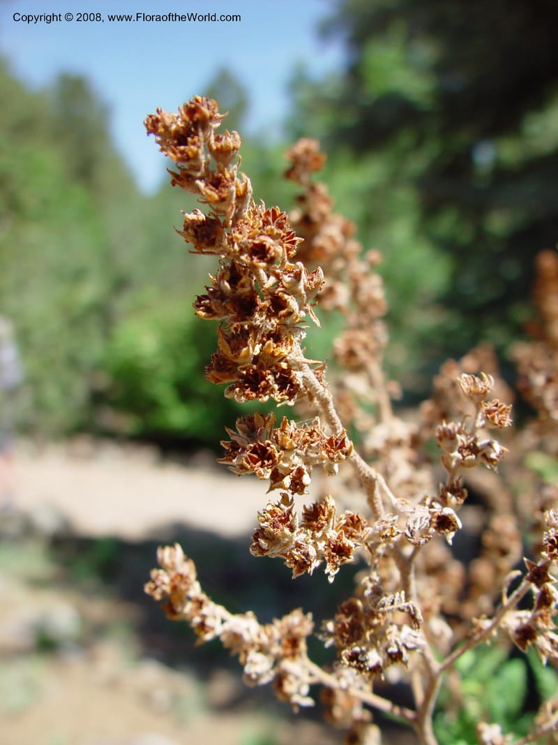 Chamaebatiaria millefolium--AZ. Arboretum at Flagstaff. 5 Jun 03. 054.jpg