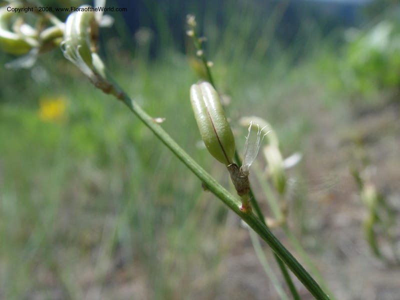 Astragalus canadensis--ID. Idaho Co. Salmon R. Polly Bemis Ranch. 9 May 04. 162.jpg