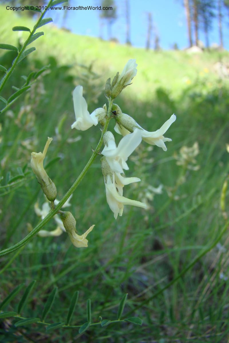 Astragalus stenophyllus, C. Davidson 11368--Idaho. Idaho Co. Salmon River. Polly Bemis Ranch. 27 May 2009. 173.jpg
