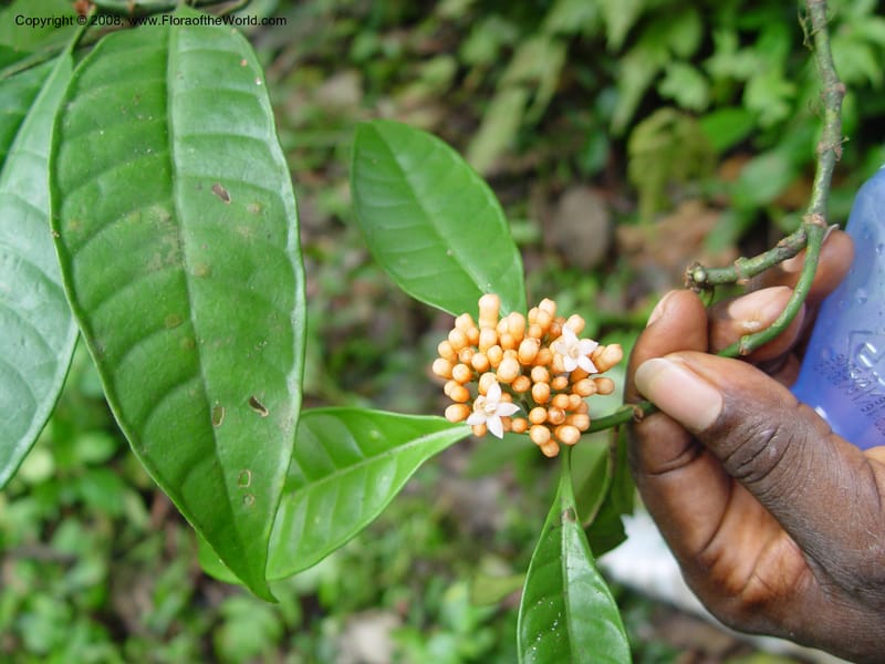 Psychotria--Cameroon. Mt. Cameroon. 5 Dec 03. 048.jpg