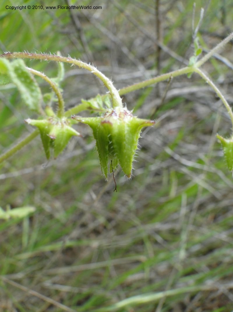 Pholistoma auritum, C. Davidson 11717--California. Santa Barbara Co. 4 April 2010 015 (10).jpg