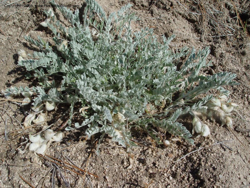 Astragalus purshii--ID. Idaho Co. Salmon R. Polly Bemis Ranch. 9 May 04. 015.jpg