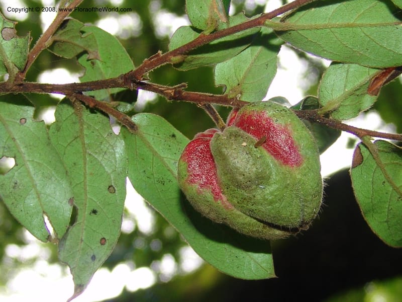 Diospyros whyteana--So. Africa. Lowveld Nat. Bot. Gard. 14 Mch 05. 206.jpg