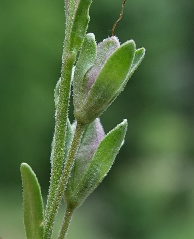 Veronica fruticans, Davidson, C 13254--Switzerland. Oberwald. Chapel St. Nikolas. 2 Jul 2016. DSC07728 (510).JPG