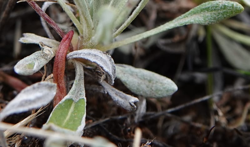 Eriogonum douglasii, C. Davidson 13770--Oregon. Wallowa Co. Upper Camp Creek Canyon. 4 Jun 2018. DSC04733 (109).JPG