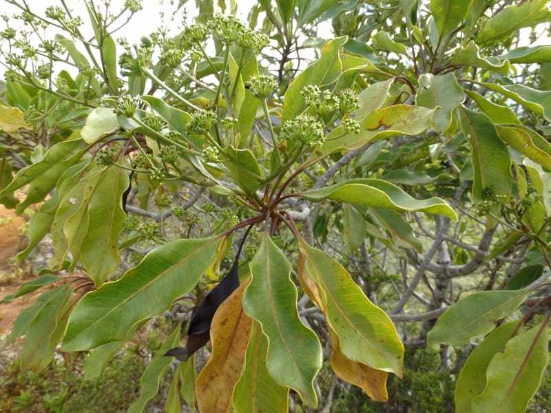 Myodocarpus involucratus, Lowry, P 7375--New Caledonia. Mont Dzumac. 12 Nov 2015. DSC01563 (552).JPG