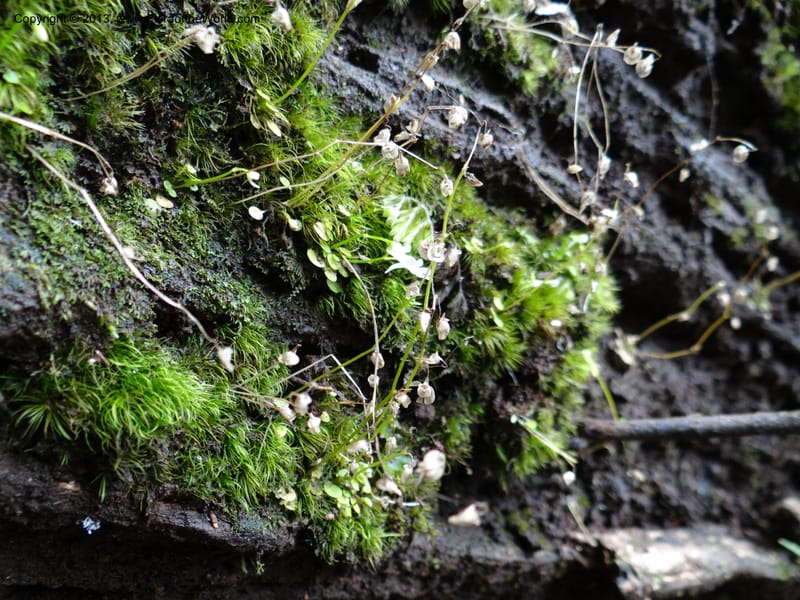 Utricularia, VC 5533--Thailand. Chiang Mai Prov. Doi Pha Hom Pok Nat. Park. 10 Nov 2012. DSC08349 (120).JPG