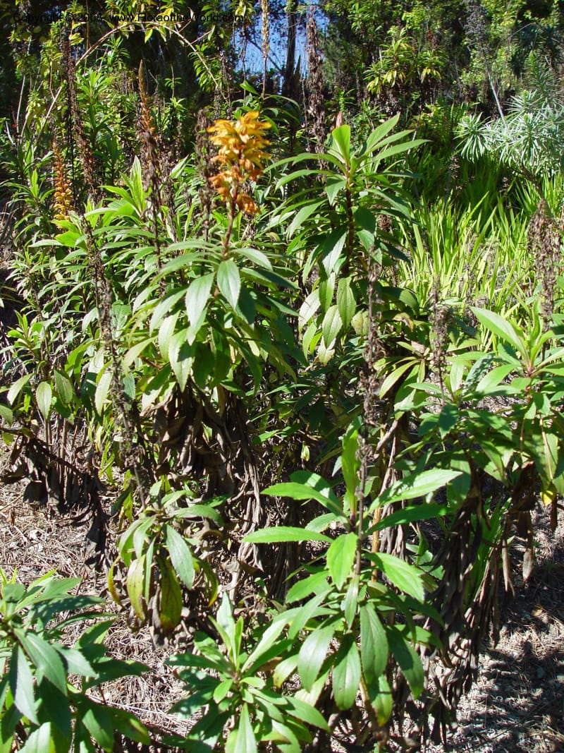 Isoplexis canariensis. 98.0139--CA. UC Berkeley Bot. Gard. 10 Feb 03. 133.jpg