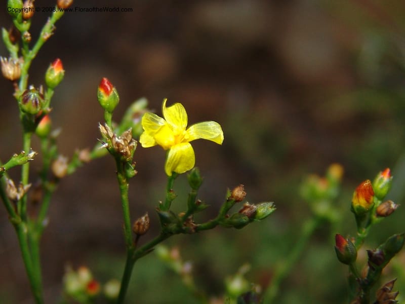 Linum thunbergii--So.Africa. E. Cape. Joubert's Pass, SE of Lady Gray. 9 Mch 05. 325.jpg