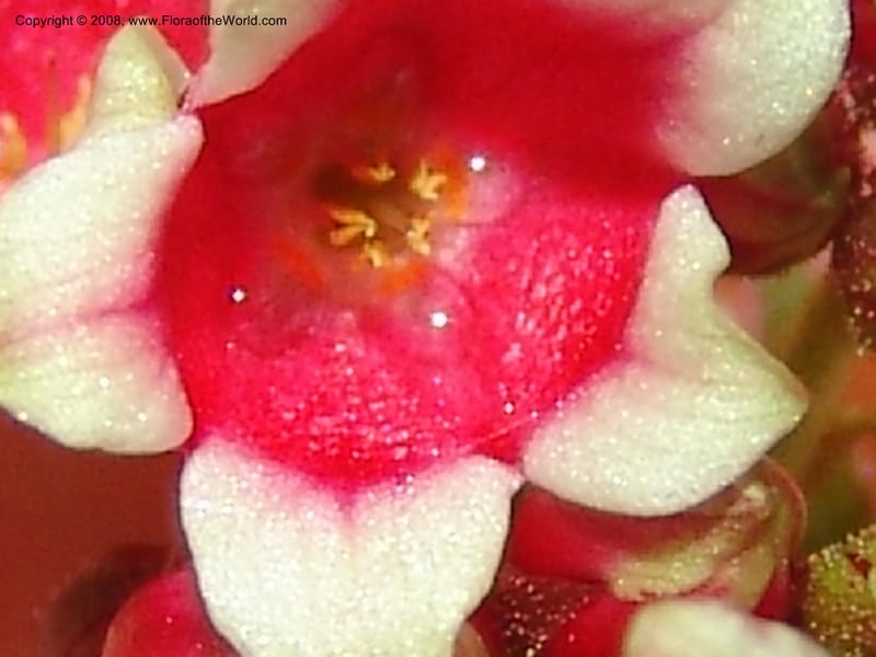 Parathesis--CA. San Francisco Botanical Garden (Strybing Arb.). 30 Mch 06. 190.jpg