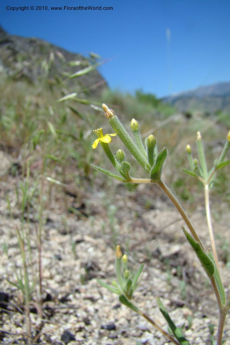 Mentzelia albicaulis, C. Davidson 11363--Idaho. Idaho Co. Salmon River. Polly Bemis Ranch. 27 May 2009. 294.jpg