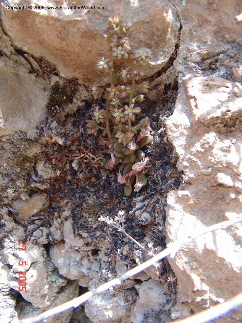 Sedum creticum v. monocarpicum--Crete. Samaria Gorge. 27 May 05.  107.jpg