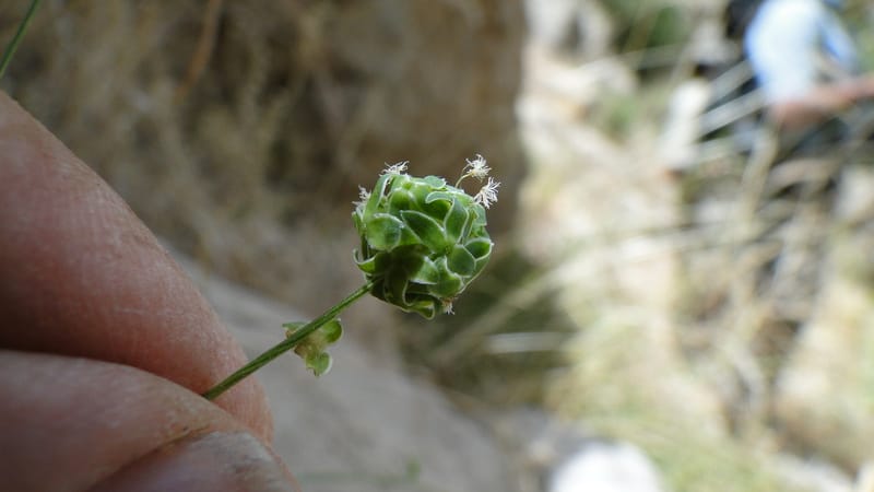 Sanguisorba minor, A. G. Miller 128.11--Iraq. Kurdistan. Shakh-i Pira Magun. 10 June 2010. 209 (4).jpg