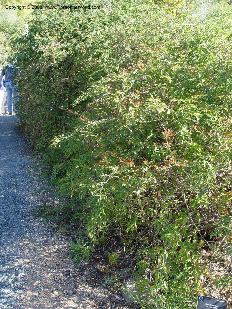 Rosa banksii v. normalis--CA. Sonoma Co. Quarryhill Botanical Garden. 24 Oct 03. 033.jpg