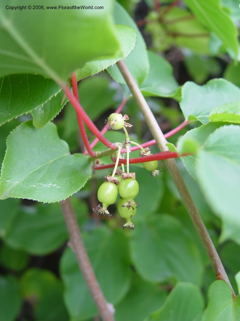 Actinidia arguta, 57-48-B--MA. Arnold Arboretum. 30 Jun 03. 005.jpg