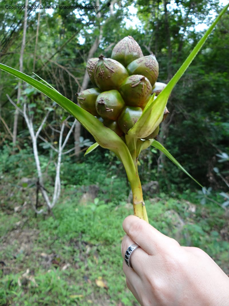 Pandanus calcis, Callmander 1048--Thailand. Prachuap Khiri Khan Prov. Ma Rong Cave. 13 Nov 2012. DSC08906 (97).JPG