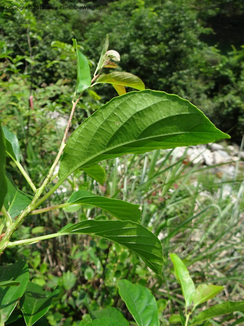 Actinidia callosa var. discolor, Li Pan 1205270--China. Zhejiang Prov. Shunxi Village. 28 May 2012. DSC00347 (99).JPG