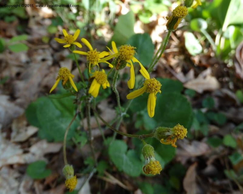 Packera serpenticola, Davidson, C 12974--No. Carolina. Clay Co. Buck Cr. 13 May 2015. DSC04619 (48).JPG