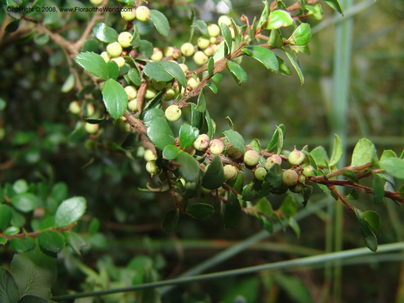 Myrsine africana--So.Africa. Mpumal. Buffelskloof Private Nat. Res. 17 Mch 05. 208.jpg