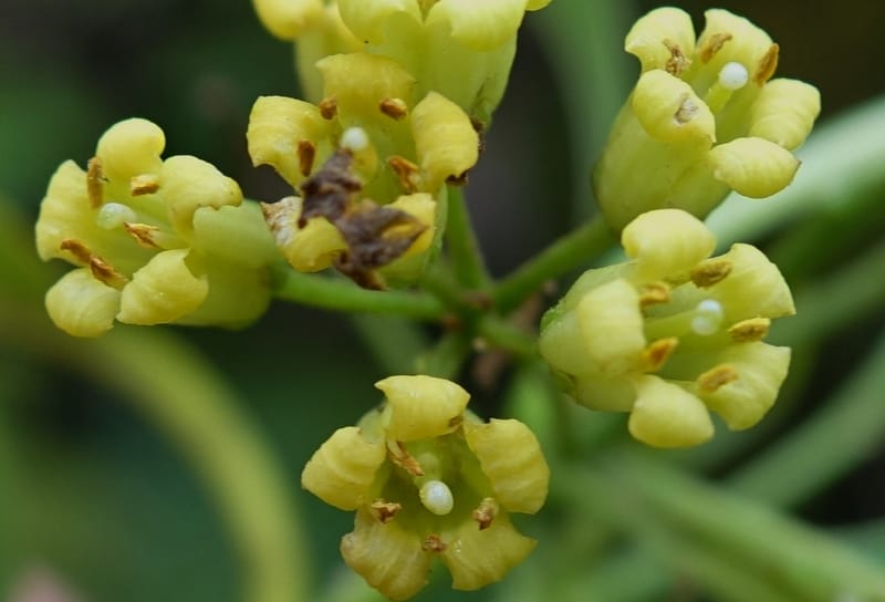 Pittosporum daphniphylloides, Tseng Yu-Hsin 1318--Taiwan. SW of Nanshan on highway 7. 20 May 2016. DSC03339 (105).JPG