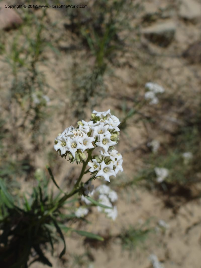 Eriodictyon angustifolium, Davidson, C 11943--AZ. Yavapai Co. Crown King Rd. 7 May 2012. DSC0894 1 (87).JPG
