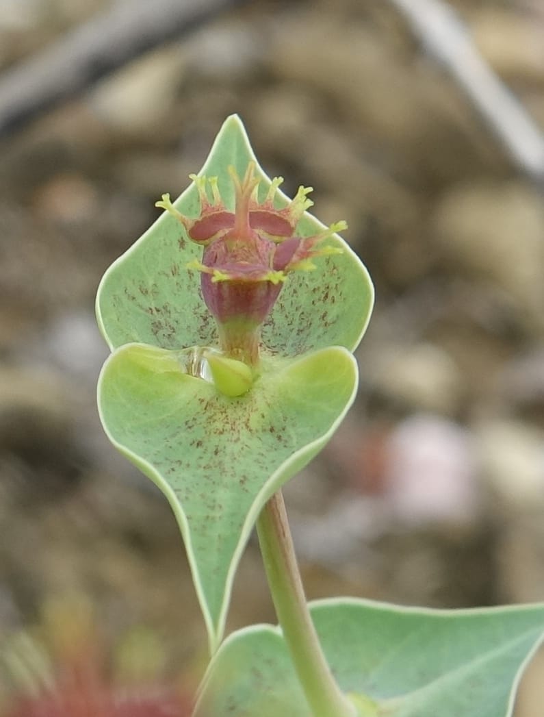 Euphorbia monteiroi, Nanyeni 1187--Namibia. Dry waterfal. 20 Mar 2018. DSC01925 (45).JPG
