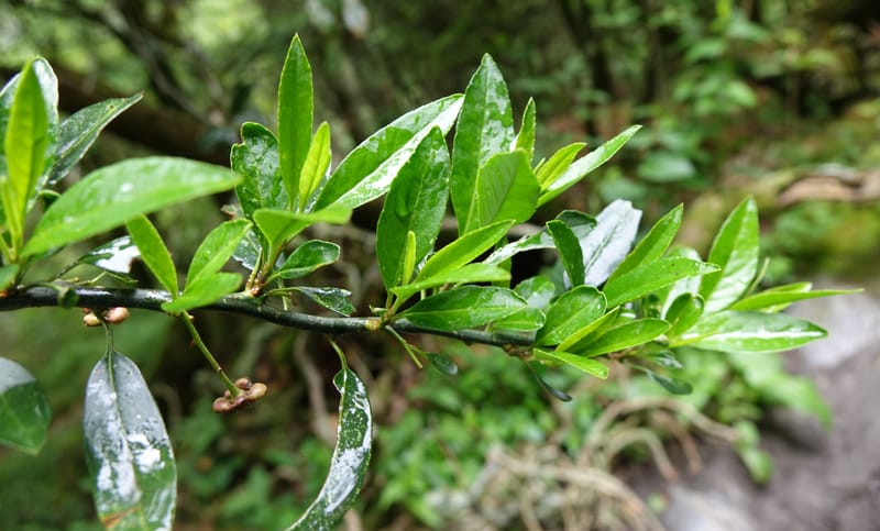Prinsepia scandens, Tseng Yu-Hsin 1328--Taiwan. Taroko Nat. Park. Mt. Bilu Trail. 21 May 2016.  (55).JPG